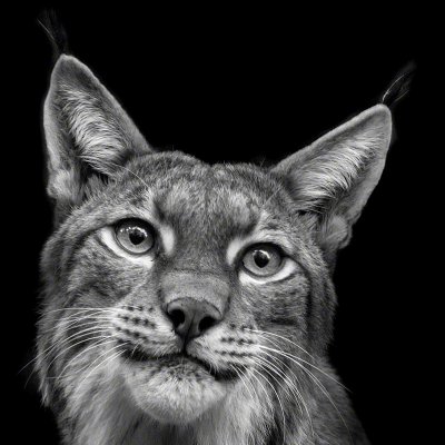 150904-00968-bright_eyes   Wolf Ademeit