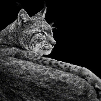 180126-01265-lying-lynx   Wolf Ademeit