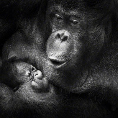 100807-11246-orang_utan_baby   Wolf Ademeit