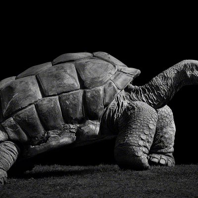 090401-00005-giant_tortoise   Wolf Ademeit