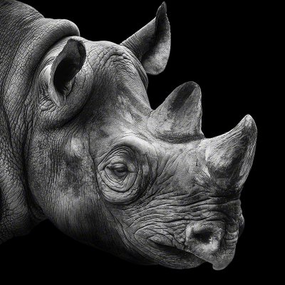 080419-11431-rhino_portrait   Wolf Ademeit