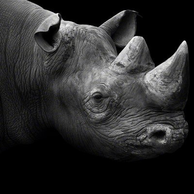 150427-00118-black_rhinoceros