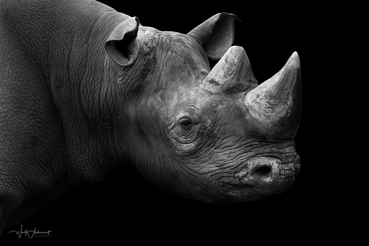 150427-00118-black_rhinoceros