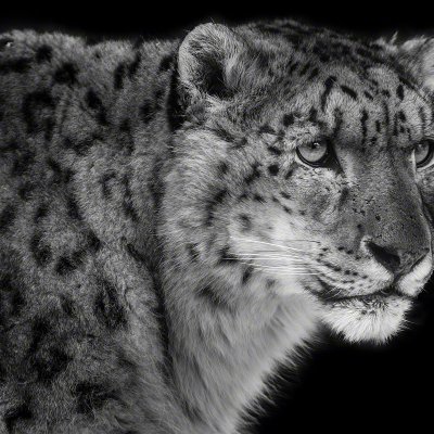 090110-00999-snow_leopard_portrait   Wolf Ademeit