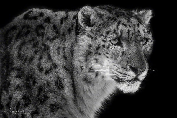 090110-00999-snow_leopard_portrait   Wolf Ademeit