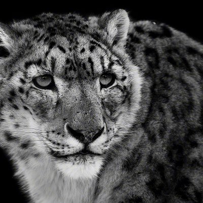 090110-01005-snow_leopard_3   Wolf Ademeit