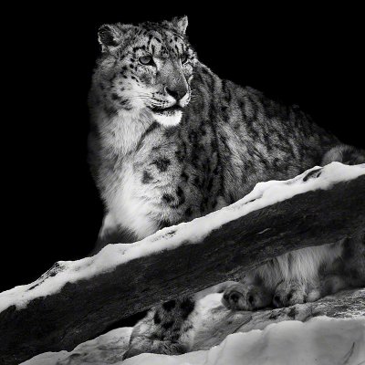 090110-01068-snow_leopard_4   Wolf Ademeit