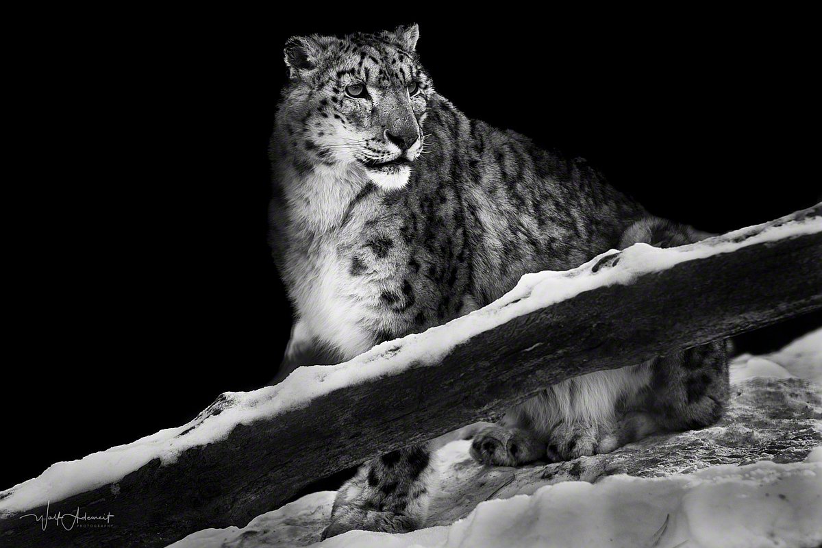 090110-01068-snow_leopard_4   Wolf Ademeit