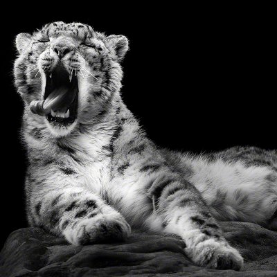 090307-00447-yawning_snow_leopard   Wolf Ademeit