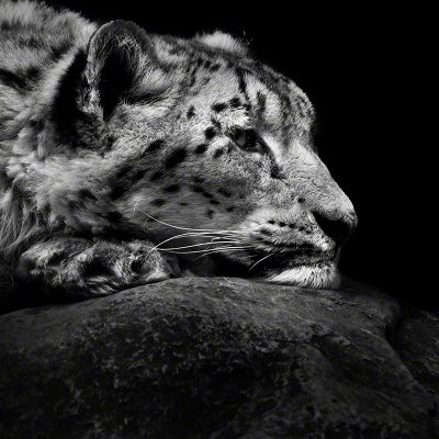 090830-00575-snow_leopard_8   Wolf Ademeit