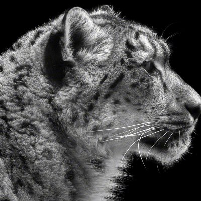 150122-00176snow_leopard   Wolf Ademeit
