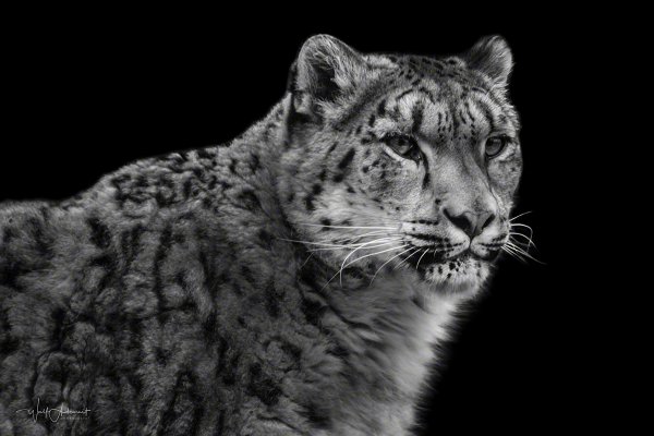 150122-00181-shnow_leopard   Wolf Ademeit
