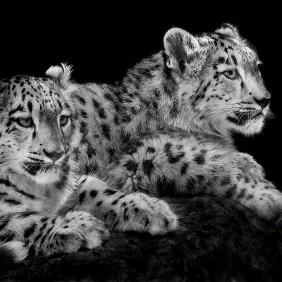 170901-01247-snow_leopard_cubs   Wolf Ademeit
