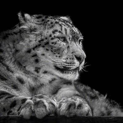 190206-00072-snow_leopard   Wolf Ademeit