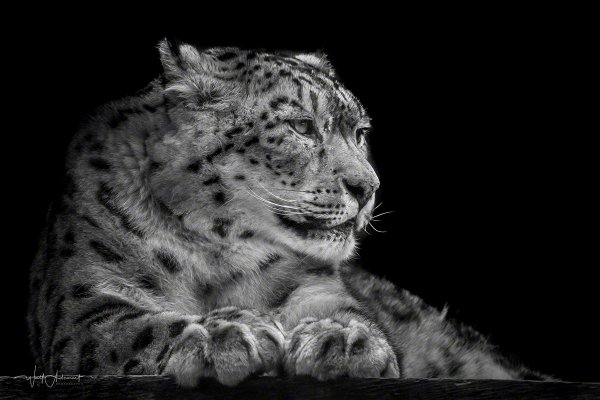 ../190206-00072-snow_leopard   Wolf Ademeit