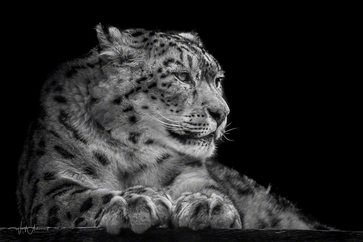 190206-00072-snow_leopard   Wolf Ademeit
