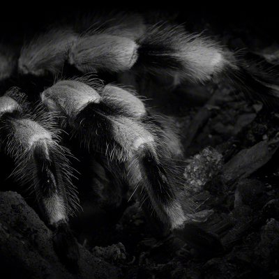 080210-04771-tarantula   Wolf Ademeit