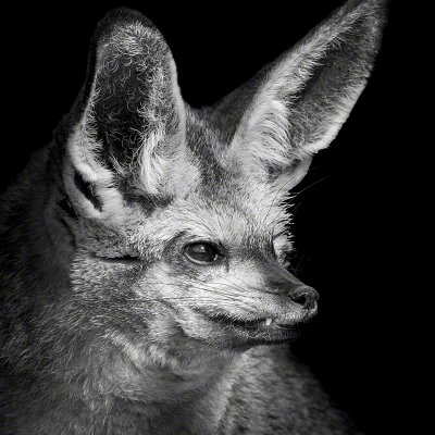 080419-11466-E-eared_fox   Wolf Ademeit