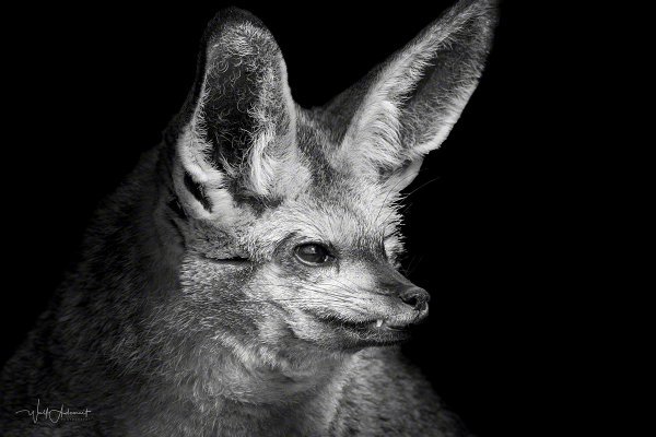 080419-11466-E-eared_fox   Wolf Ademeit