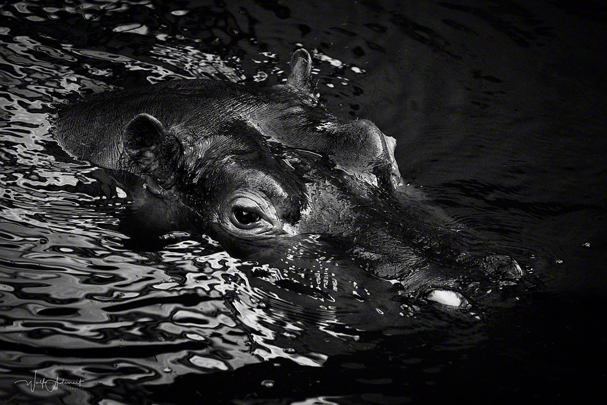 090125-01021-hippo   Wolf Ademeit