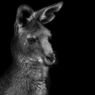 100327-00192-kangaroo   Wolf Ademeit
