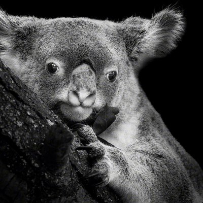 110903-00726-koala   Wolf Ademeit