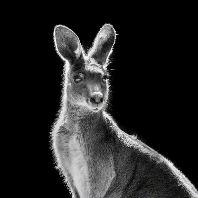 170427-00306-kangaroo   Wolf Ademeit