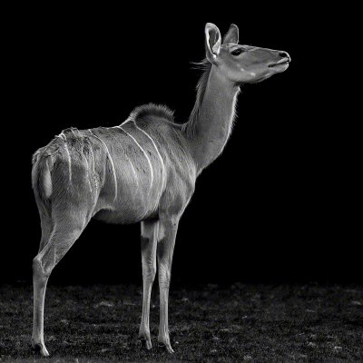 170904-00117-big_kudu   Wolf Ademeit