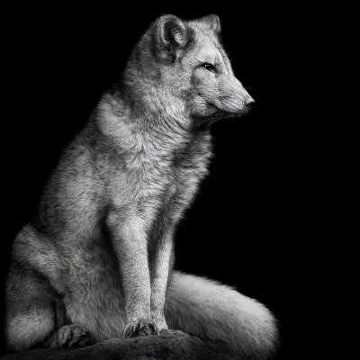 171027-01297-polar_fox   Wolf Ademeit