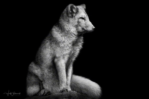 171027-01297-polar_fox   Wolf Ademeit