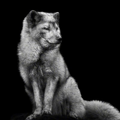180219-00212-ice_fox_portrait   Wolf Ademeit