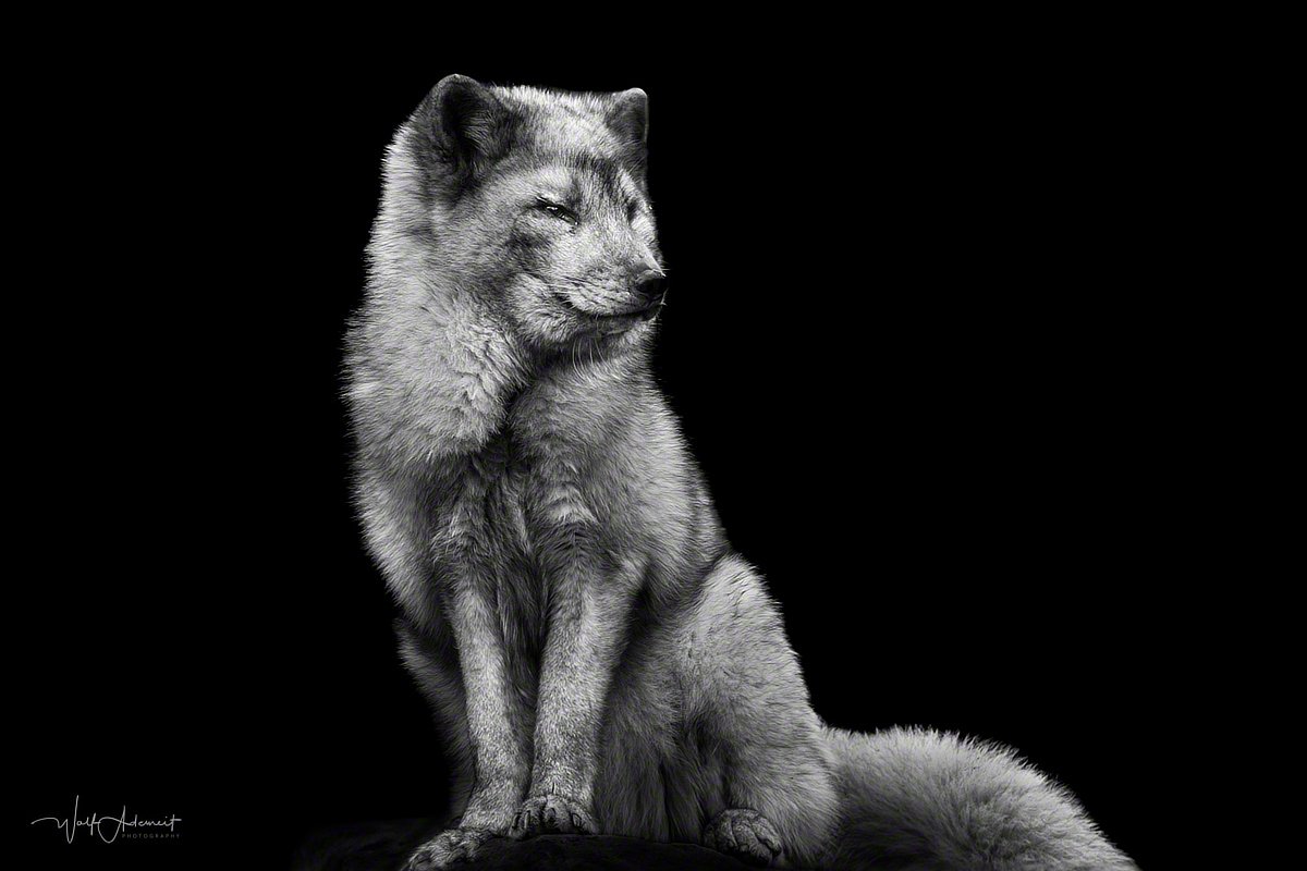180219-00212-ice_fox_portrait   Wolf Ademeit