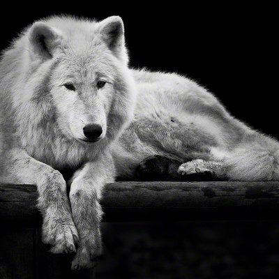 081108-00513-lying_arctic_wolf_2   Wolf Ademeit