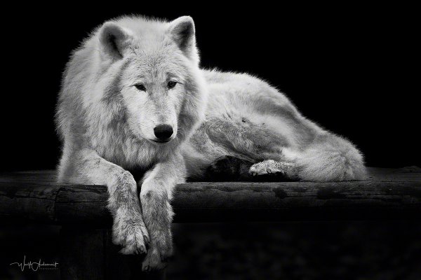 081108-00513-lying_arctic_wolf_2   Wolf Ademeit