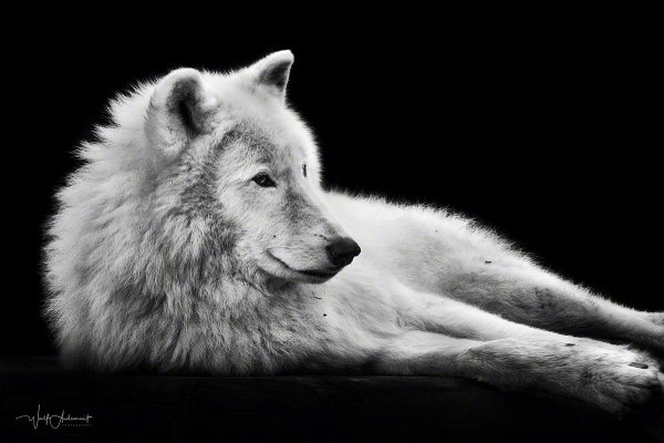 081108-00638-lying_arctic_wolf_3   Wolf Ademeit