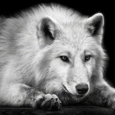 081108-00757-lying_arctic_wolf_4   Wolf Ademeit