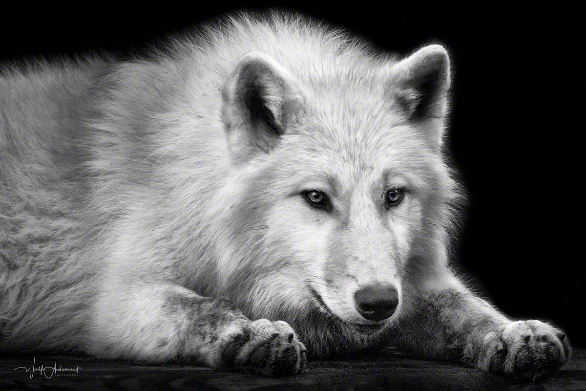 081108-00757-lying_arctic_wolf_4   Wolf Ademeit
