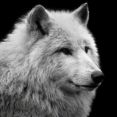 090124-00295-arctic_wolf_portrait   Wolf Ademeit