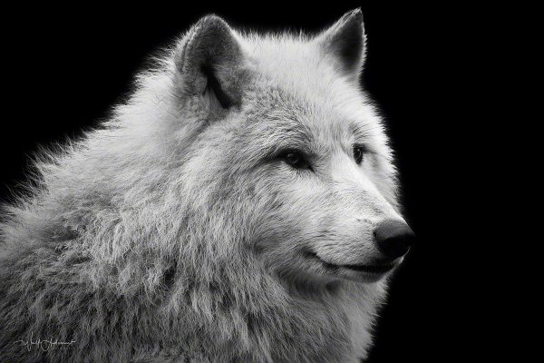 090124-00295-arctic_wolf_portrait   Wolf Ademeit