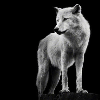 090920-00487-arctic_wolf   Wolf Ademeit