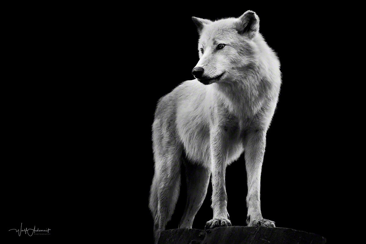 090920-00487-arctic_wolf   Wolf Ademeit