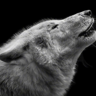 120929-00682-wolf_houling_2   Wolf Ademeit