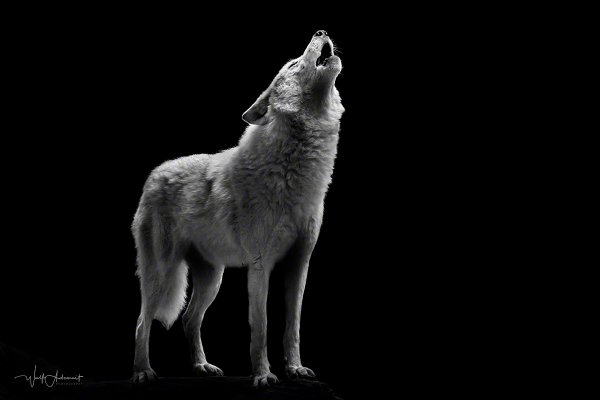 120929-00852-serenade   Wolf Ademeit