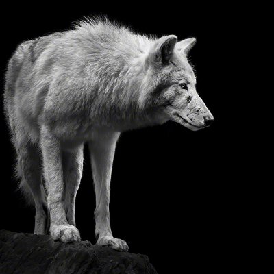 120929-01058-alpha_wolf   Wolf Ademeit