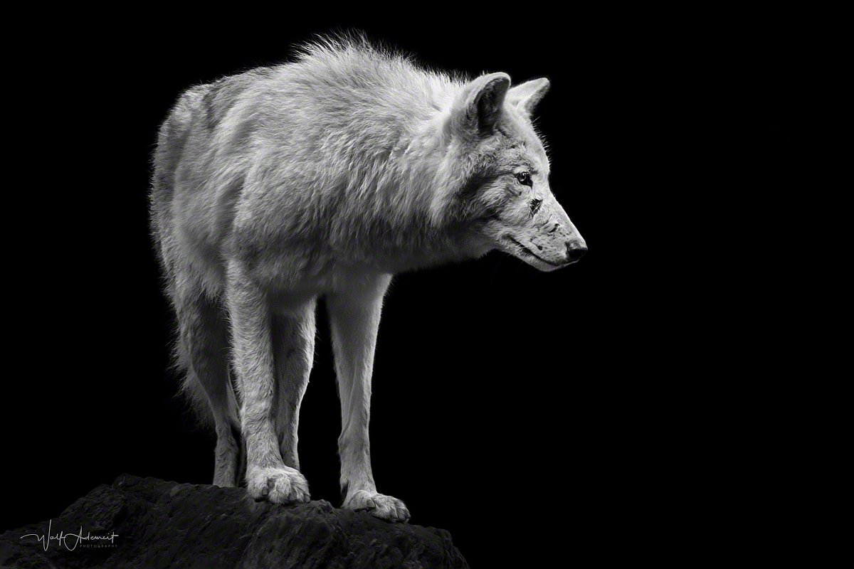 120929-01058-alpha_wolf   Wolf Ademeit