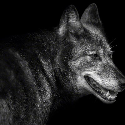 121020-00822-grey_wolf_3   Wolf Ademeit