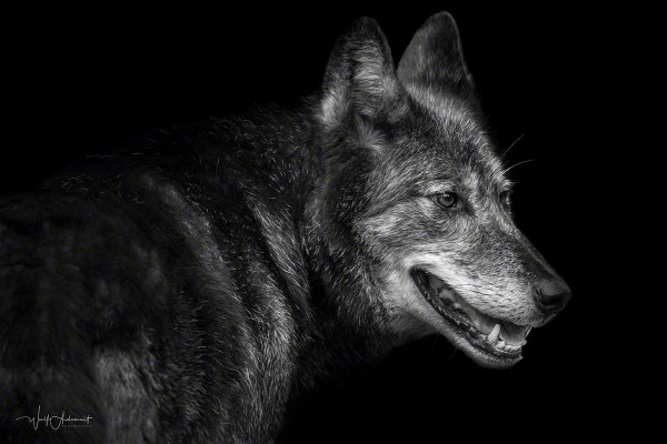 121020-00822-grey_wolf_3   Wolf Ademeit