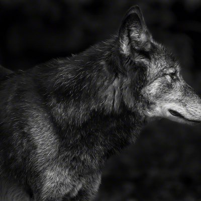 121020-01168-grey_wolf_profile   Wolf Ademeit