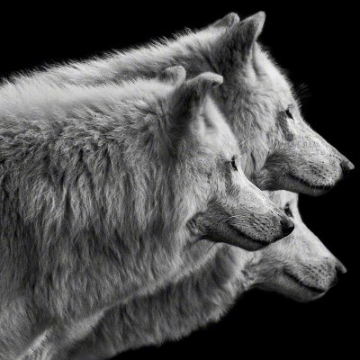 131109-00675-three_wolves   Wolf Ademeit