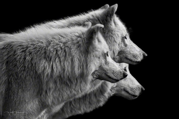 131109-00675-three_wolves   Wolf Ademeit